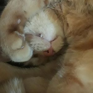 Meet your Posher, Dana